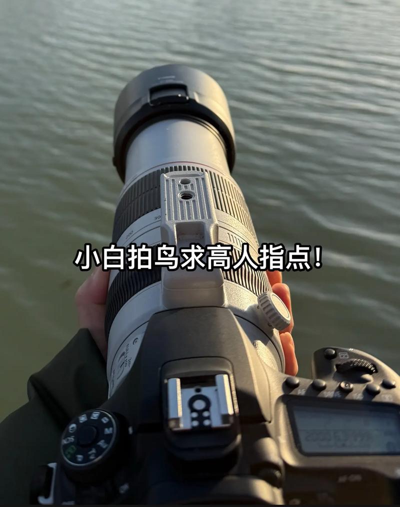 拍鸟如何设置参数_快门1400以上,F5.6-F8光圈,捕捉飞鸟瞬间 拍鸟如何设置参数_快门1400以上,F5.6-F8光圈,捕捉飞鸟瞬间