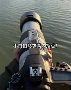 拍鸟如何设置参数_快门1400以上，F5.6-F8光圈，捕捉飞鸟瞬间