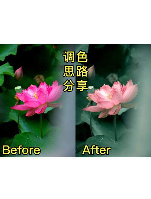 图片调色参数_焕新照片的色彩与亮度