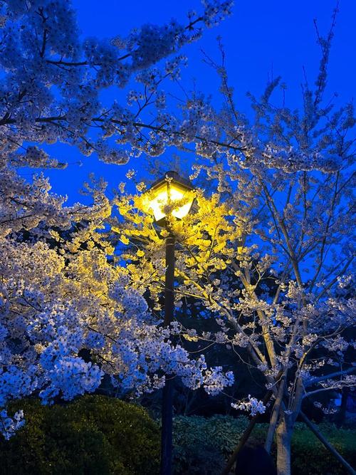夜间模式照片拍摄技巧_稳准巧,拍出迷人夜色 夜间模式照片拍摄技巧_稳准巧,拍出迷人夜色