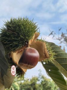 抖音上的栗子熟了无美颜照片_无滤镜古风走红
