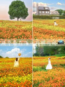百合花拍照穿什么衣服好看呢_穿浅色衣配花显清新，深色衣配花显高级，拍照互动增趣味
