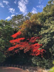 阳光下相机拍照参数_白平衡低ISO，光圈快门选对，人像50mm