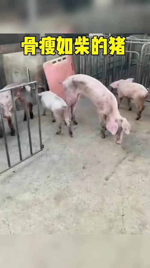 瘦成排骨的猪的图片_广东养殖户猪瘦如排骨,引网友围观反思生命价值 瘦成排骨的猪的图片_广东养殖户猪瘦如排骨,引网友围观反思生命价值