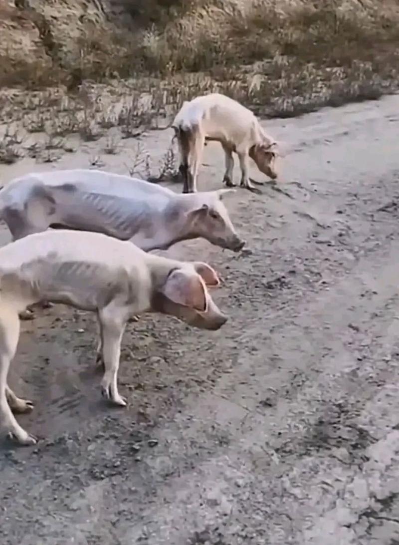 瘦成排骨的猪的图片_广东养殖户猪瘦如排骨,引网友围观反思生命价值 瘦成排骨的猪的图片_广东养殖户猪瘦如排骨,引网友围观反思生命价值