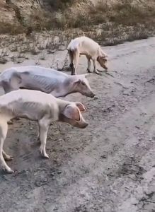 瘦成排骨的猪的图片_广东养殖户猪瘦如排骨，引网友围观反思生命价值