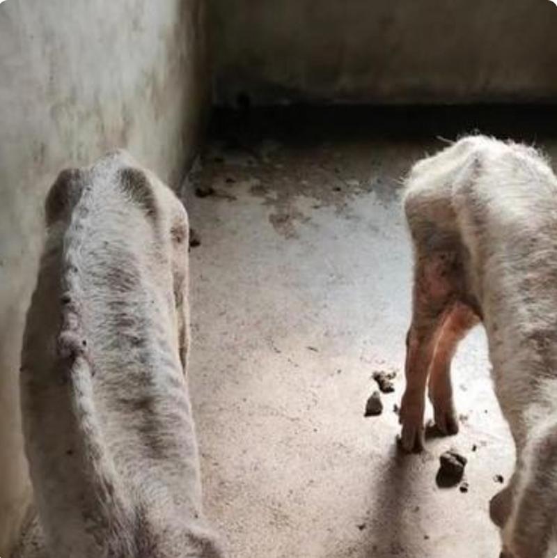瘦成排骨的猪的图片_广东养殖户猪瘦如排骨,引网友围观反思生命价值 瘦成排骨的猪的图片_广东养殖户猪瘦如排骨,引网友围观反思生命价值