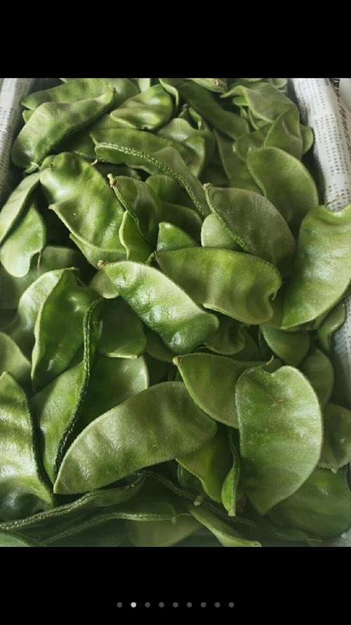 东北的老母猪耳朵豆角照片_老母猪耳朵与紫油豆的美味象征